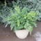 12-Pack: 17" UV Leather Leaf Bush with Lifelike Fronds, Floral Home by Artificial Flowers